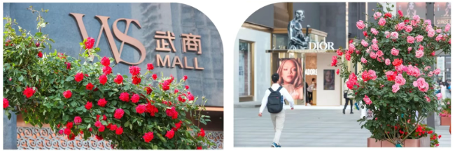 2025新澳免费资料成语平特