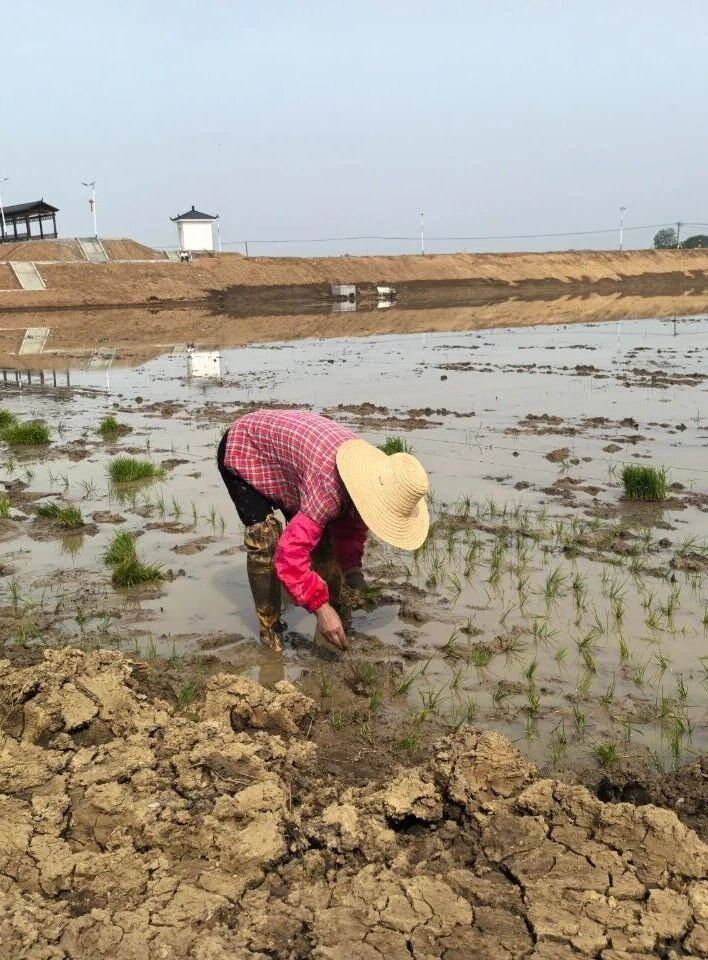 2025新澳免费资料成语平特